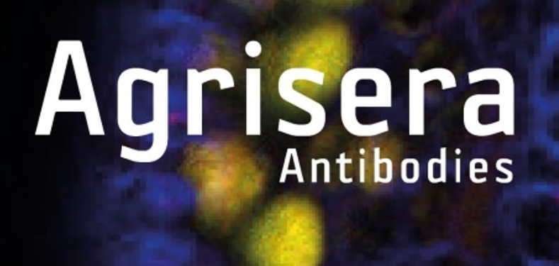 Agrisera植物細胞壁相關抗體，開學季促銷啦！